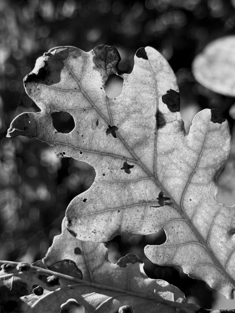 Close-up of an oak leaf, with two symmetrical holes that look like eyes. This leaf looks like a little ghost.