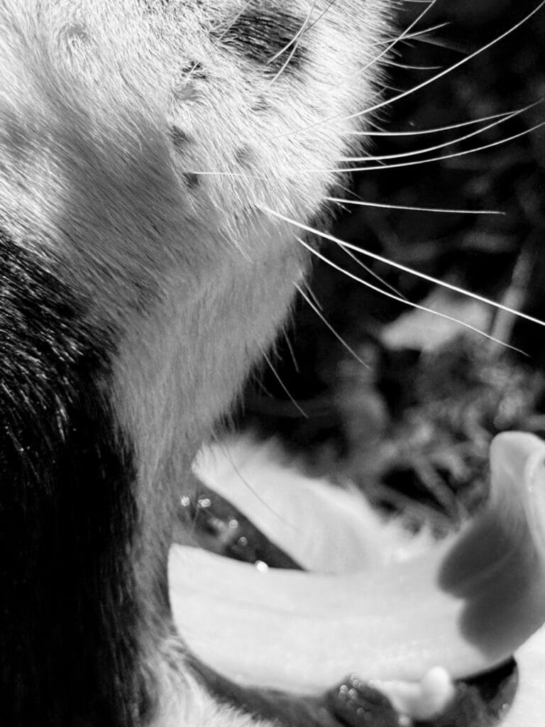Close-up of a yawning black and white dog's face. Below, the curled tongue and the lips shining in the sun. Above, part of the muzzle (without the nose) and the large whiskers.