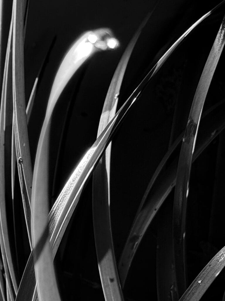 Black and white close-up of daffodil stems wet from the rain. The low sun makes the water drops sparkle. In the blurred foreground, two drops of water shine at the top of a curved stem, making it look like a snake.