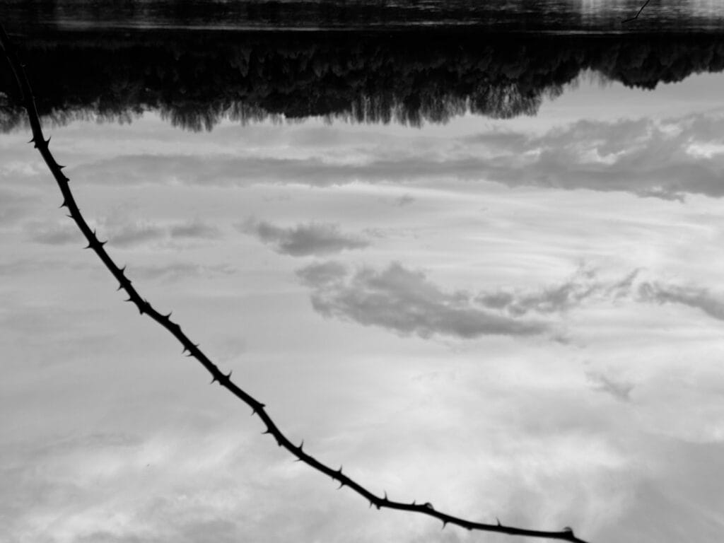 View from the north bank of the Loire river, with a thorn branch in the foreground. The image is upside down, and quite dark. It is winter, the trees no longer have their leaves. The black thorn branch stands out against the cloudy sky below, which is reflected in the river above.