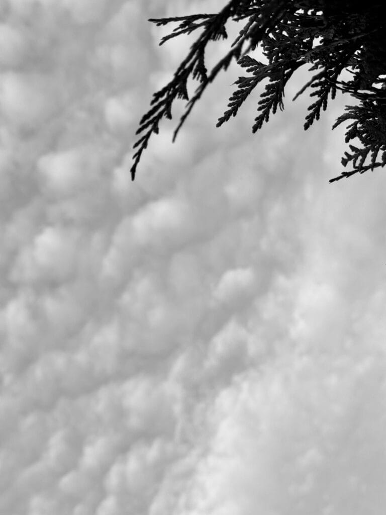 A small piece of a thuja branch pokes its way out of the top right edge of the image. The rest of the image is taken up by the cloudy sheepy sky in the background.