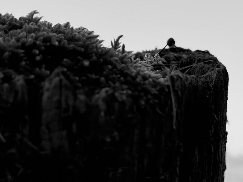 A view of a cliff overhang covered in vegetation looking like giant ferns against a plain gray horizon. It could be the Anchorage coastline… In fact, it's a close-up of the top of a fence post.