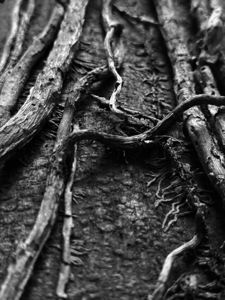 Close-up of a tree trunk with ivy vines running up it.
