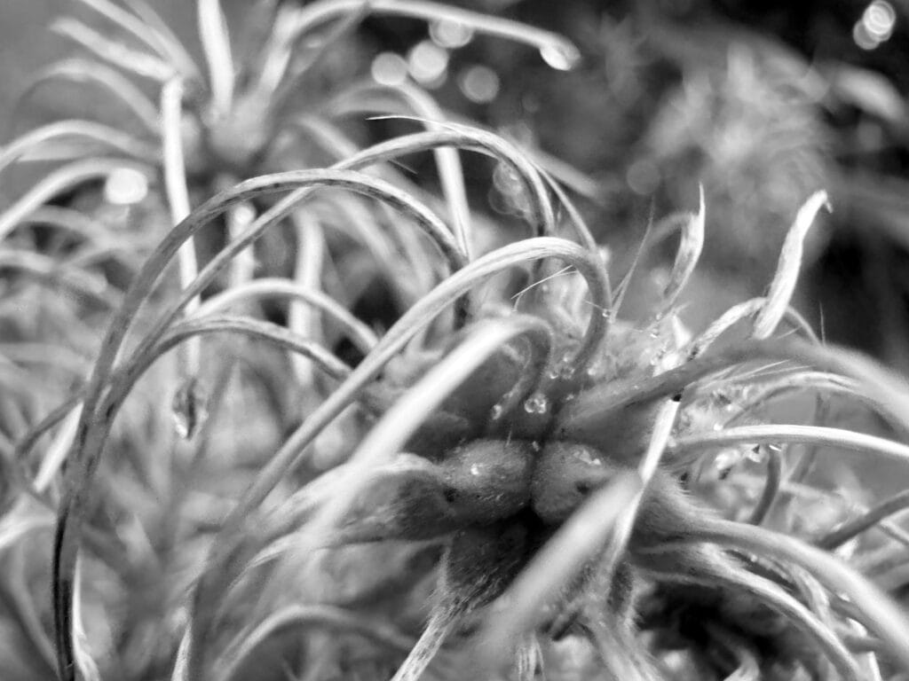 Close-up of a plant, I don't know what it is... There's a core in the center of it that looks like a bizarre raspberry, formed by a sort of nodule from which thick strands of hair grow. The two nodules facing us have two little black dots, not quite aligned, that look like squinting eyes. The whole thing looks like a spider with a nice divergent squint^^.