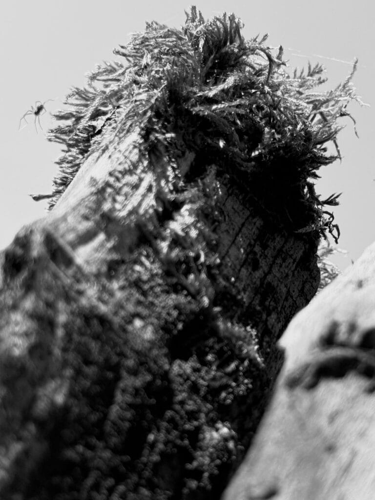 Fence post in a low angle shot, topped by a dishevelled clump of moss from which a spider abseils. I dream of water, and the spider is a starfish, and the post is a bouchot, and the moss its seaweed-hair.