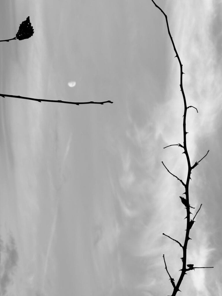 A branch of bramble and a branch of shrub, perpendicular to each other, against a background of cirrusish sky hosting a half-moon.