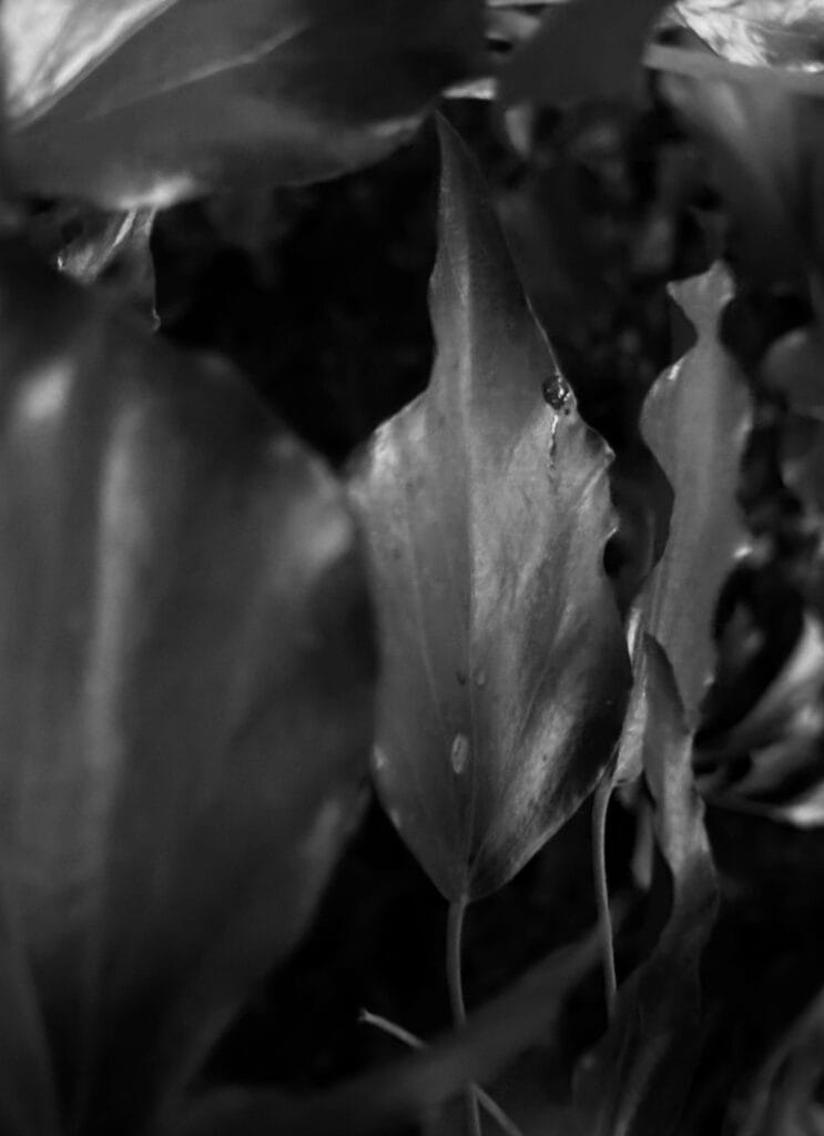 Close-up of the foliage inside a privet hedge. It's dark inside, the leaves are upright, one behind the other, like the ranks of an army.