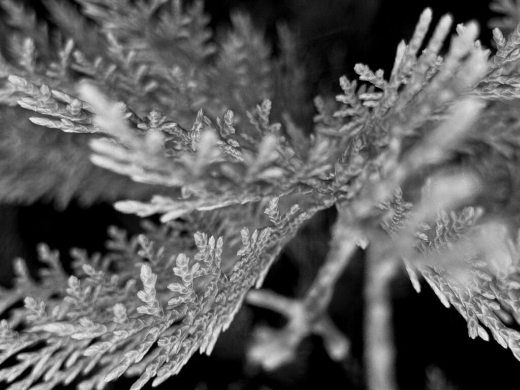 Close-up of foliage inside a thuja hedge. The branches, light against the dark background, separate from the center to the edges of the image.