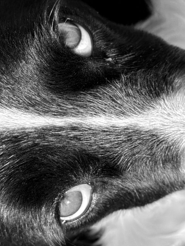 Close-up of a dog's head taken vertically from above.