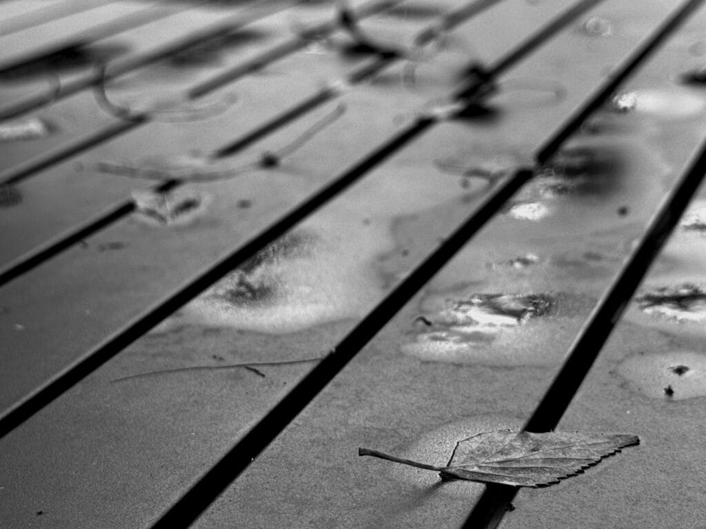 Grox plan sur æn feuille de bouleau mouillæ par læ pluie, tombæ -c’est l’automne, sur æn table de salon de jardin dont læ surface est formæ de lattes métalliques un peu espacæs. Les espaces ressemblent à des sillons.