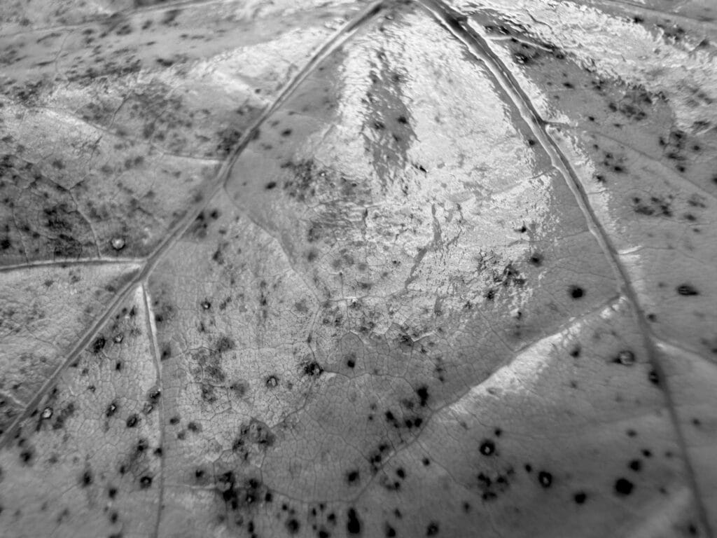 Close-up of the surface of a plane tree leaf in autumn: discoloured, mottled and shiny with rain.