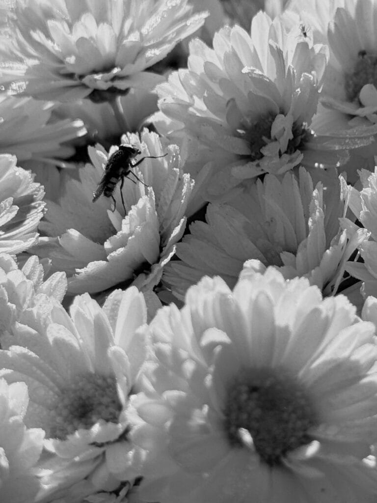 Close-up of a bee climbing a bouquet of chrysanthemums.