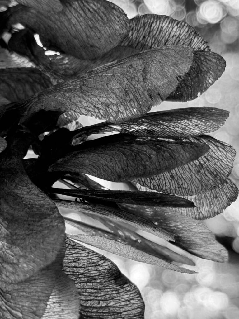 Close-up of a bouquet of disamaras. The backlighting highlights the design of the wings.