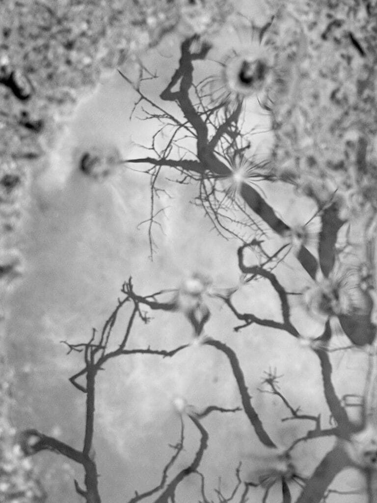 Reflection of a bare tree with twisted branches in a puddle of water.