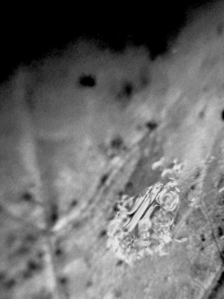 Close-up of a bubbly drop on an autumn leaf.