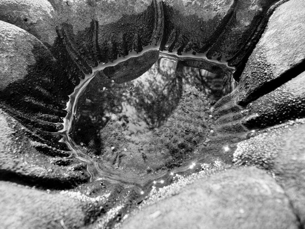 Close-up of the inside of a sunflower-shaped bird feeder. The sun is reflected on the surface of the water.
