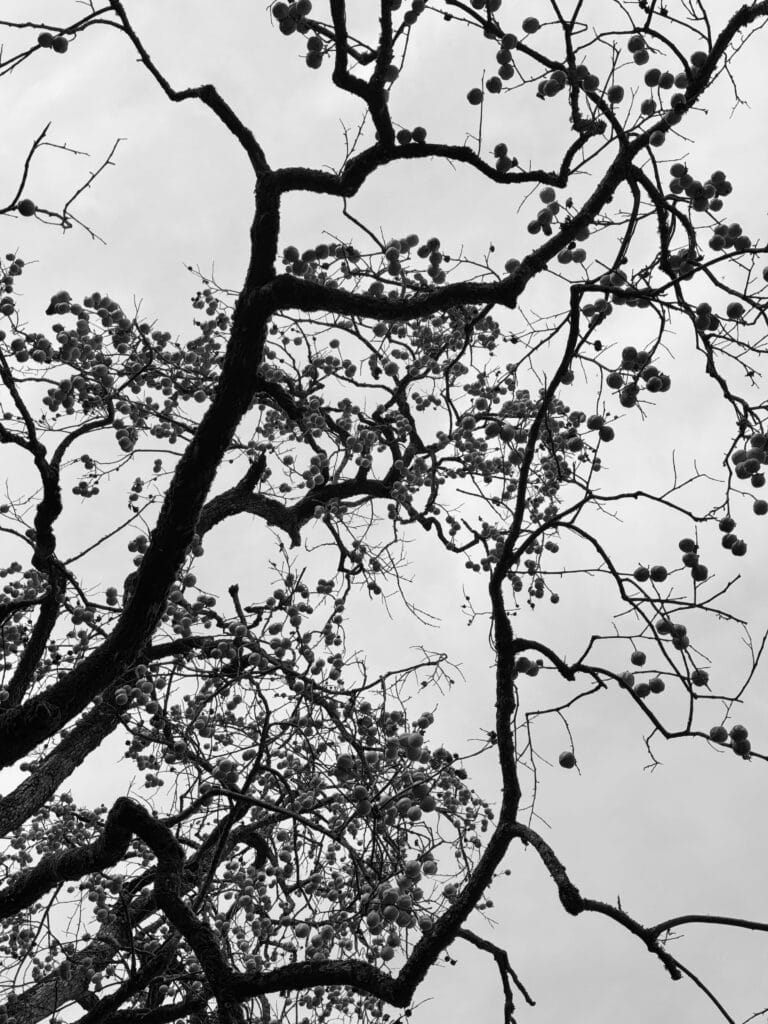 Persimmon branches and fruit.