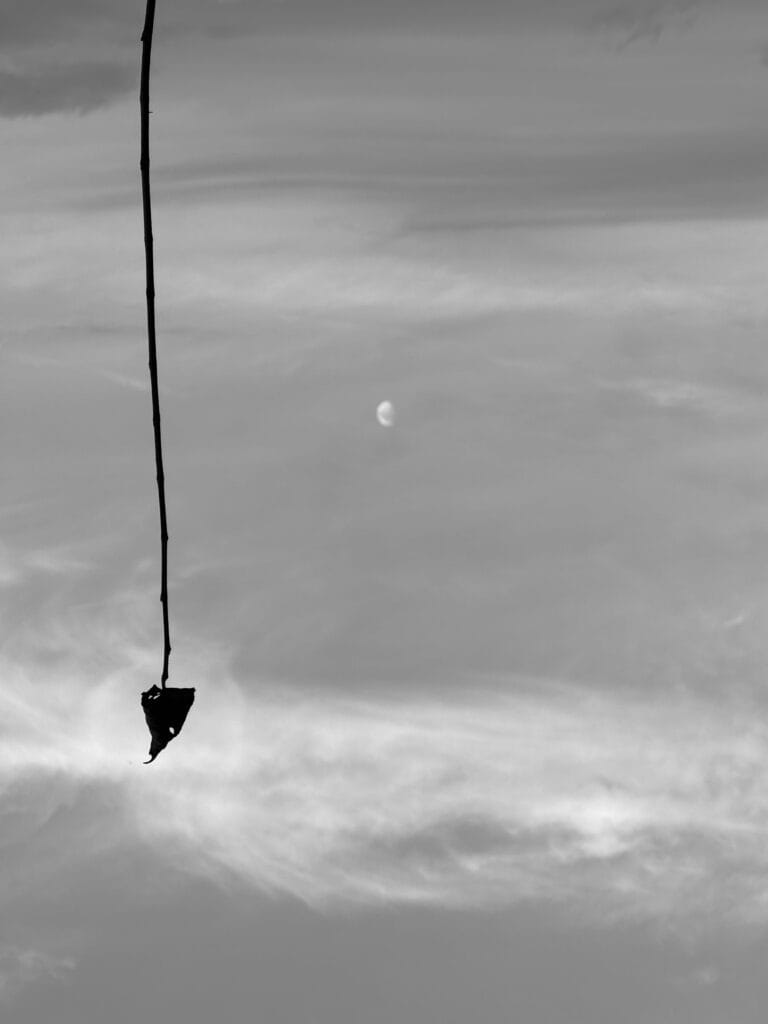 View of a sky with moon and high clouds. In the foreground, a long stem with a small leaf at the end. The image is upside down.