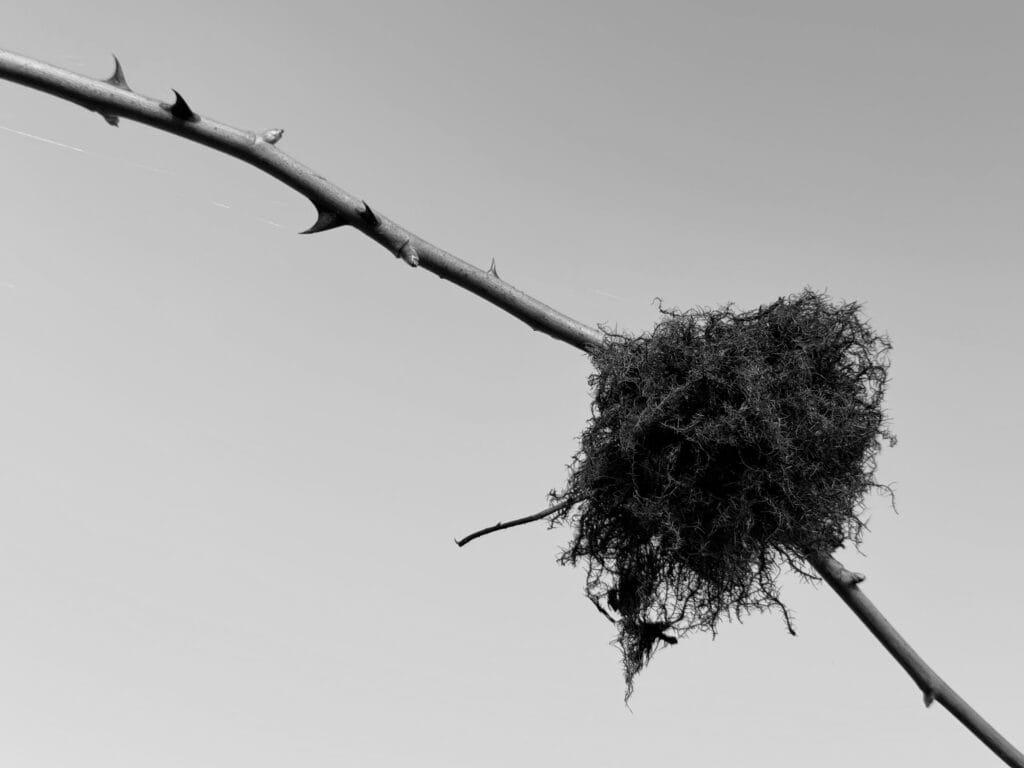 Unidentified small bush attached to a bramble. That's all.