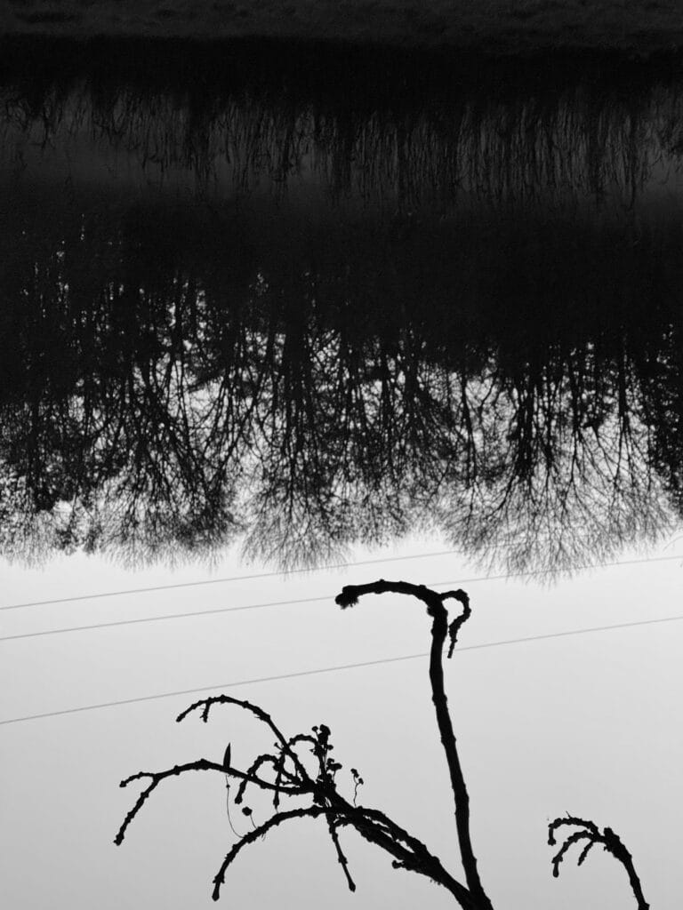 View of the edge of a meadow at dusk. High trees in the background. There is mist on the ground. In the foreground, against a sky background, the tips of bare tree branches, bent and full of knots. The image is upside down.