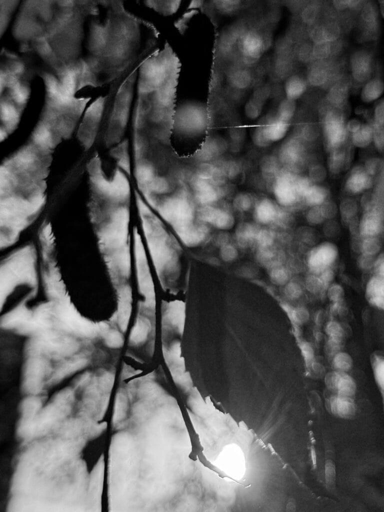 Close-up of the leaves and fruits of a birch tree (catkins).