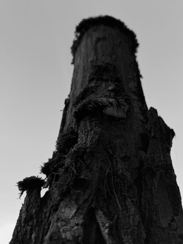 Low-angle shot: a mossy fence post with a long history. Looks like the wall of Æl Capitan, with moss on it.