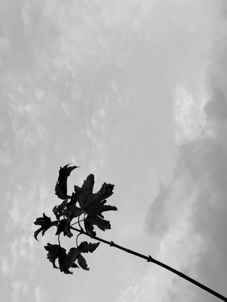 Long and bare branch of a plane tree with a few leaves at the end, looking like a palm tree, against a cloudy sky.