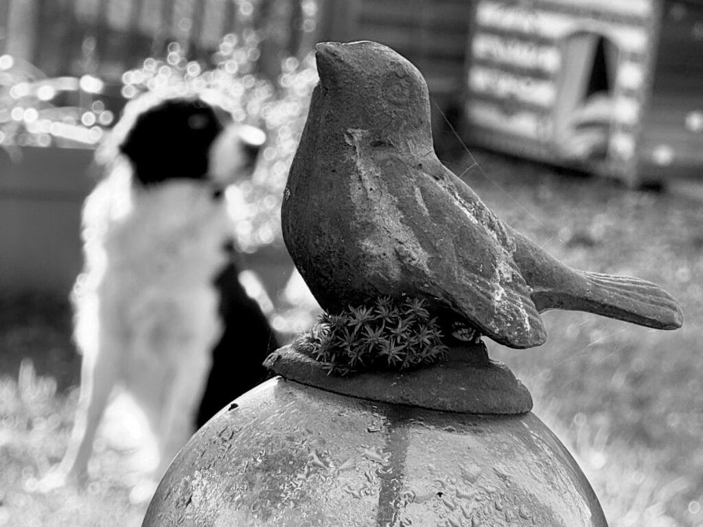 In the foreground is a metal garden ornament in the shape of a bird, and in the background is a blurred silhouette of a sitting dog.