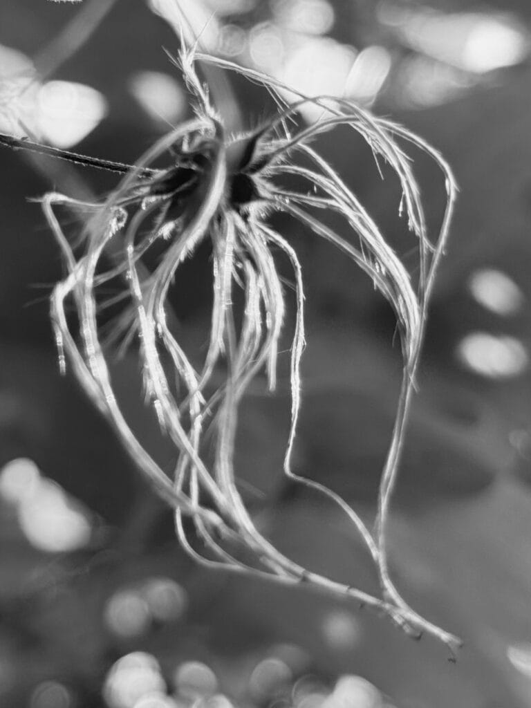 Close-up of a wilted flower, its heart like aniseed and its petals like big hair swaying in the wind.