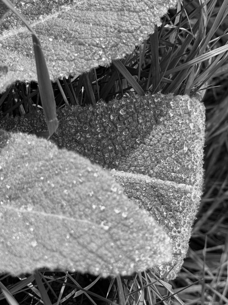 Close-up of downy leaves covered in dew pearls against a backdrop of grass.