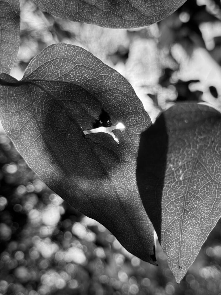 The backlighting of the sun highlights the veins of the leaves in a close-up view.