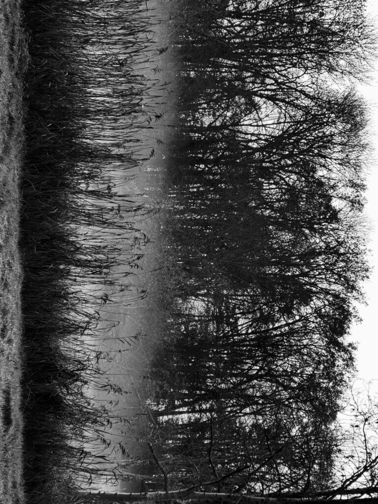 Landscape with several planes that give the impression of being superimposed in several layers (as in Saho art): meadow, rushes, mist, trees, sky.