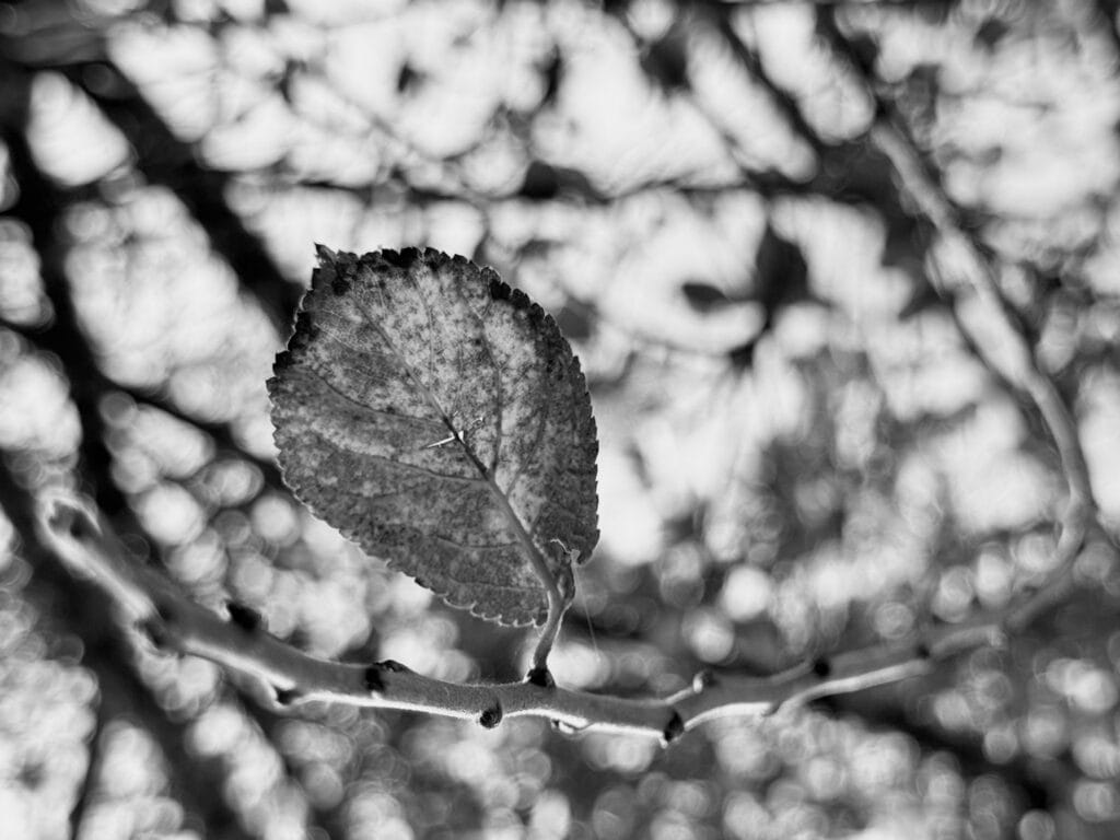 A birch leaf on its branch, tilted, looks like a sail.