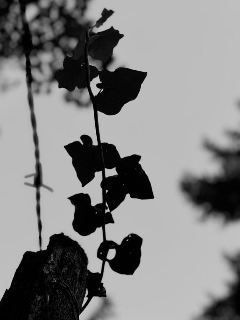 Close-up view of a barbed-wire fence with ivy growing on it. It's dusk, there's very little light. It could be a setting for this film...
