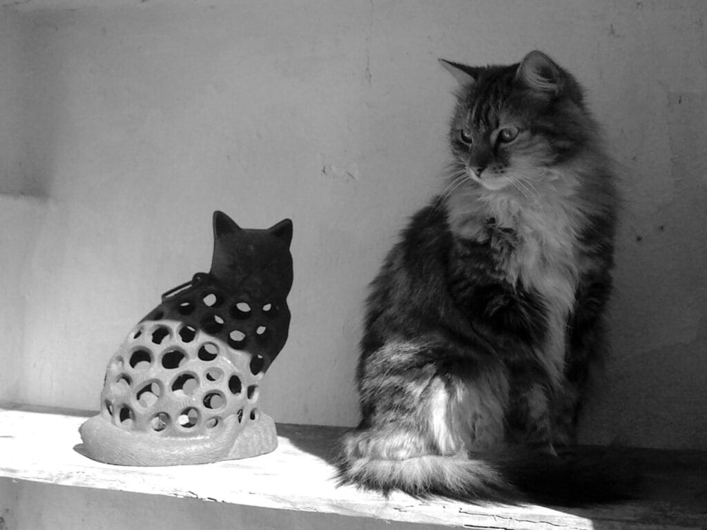 A cat sits looking down at a cat-shaped lantern.