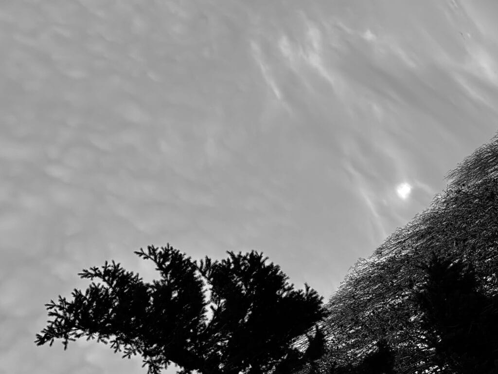 A view of an almost uniformly overcast sky with dark trees in the foreground.