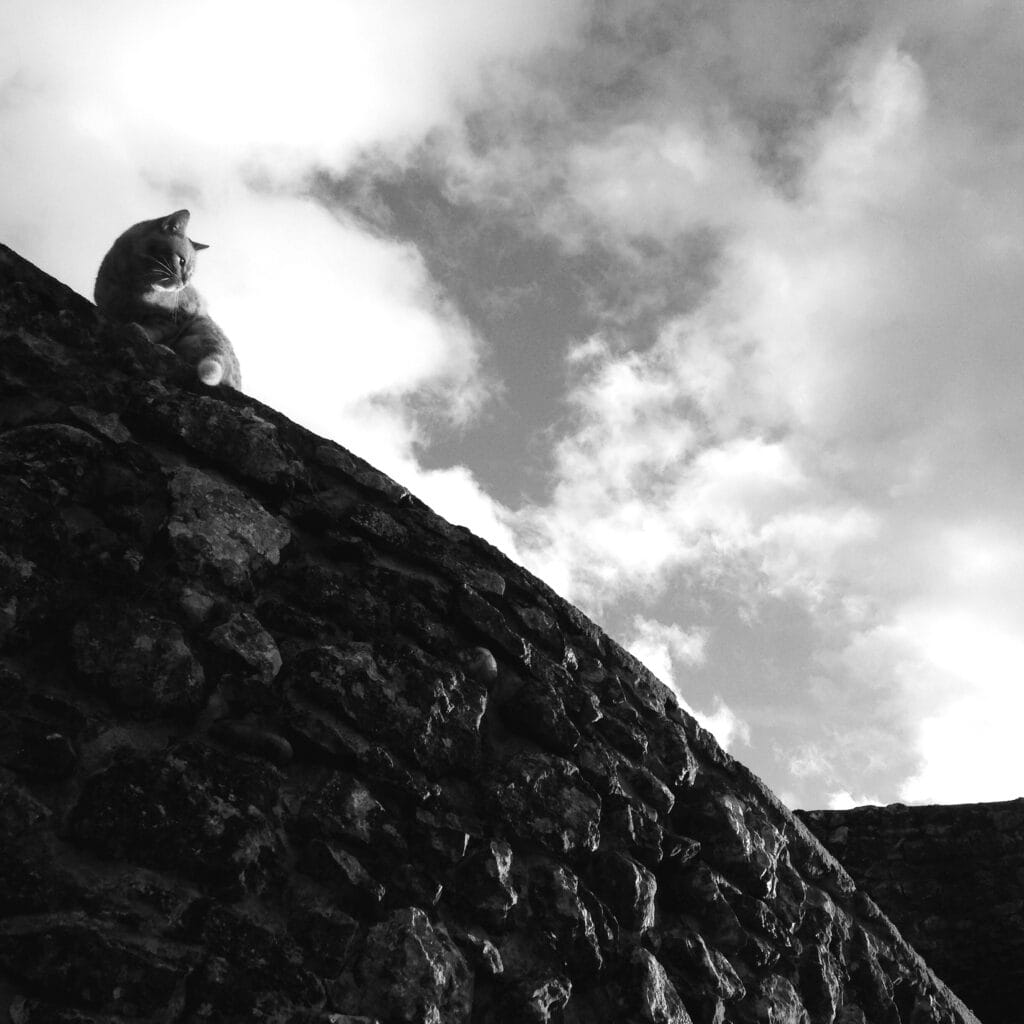 The cat is perched on the curve of a low wall, which slopes from the top left corner to the bottom right corner.