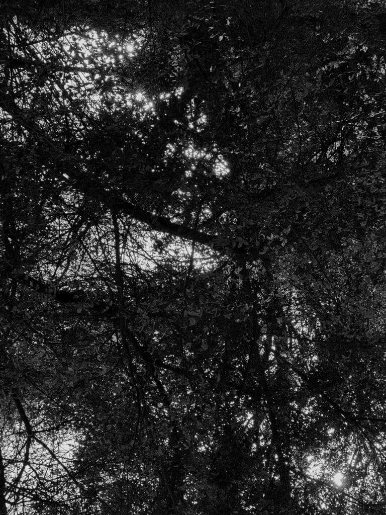 Tree foliage seen from below, with the sun's rays shining through.