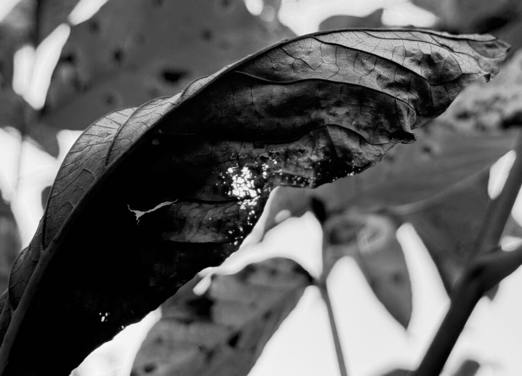 Close-up of a leaf damaged by autumn: shrivelled, torn, perforated, ...