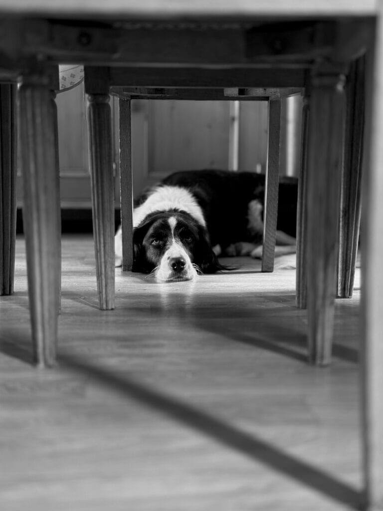 A dog is lying under a table, framed by the legs of the chairs. It is looking at the camera with a blasé air.