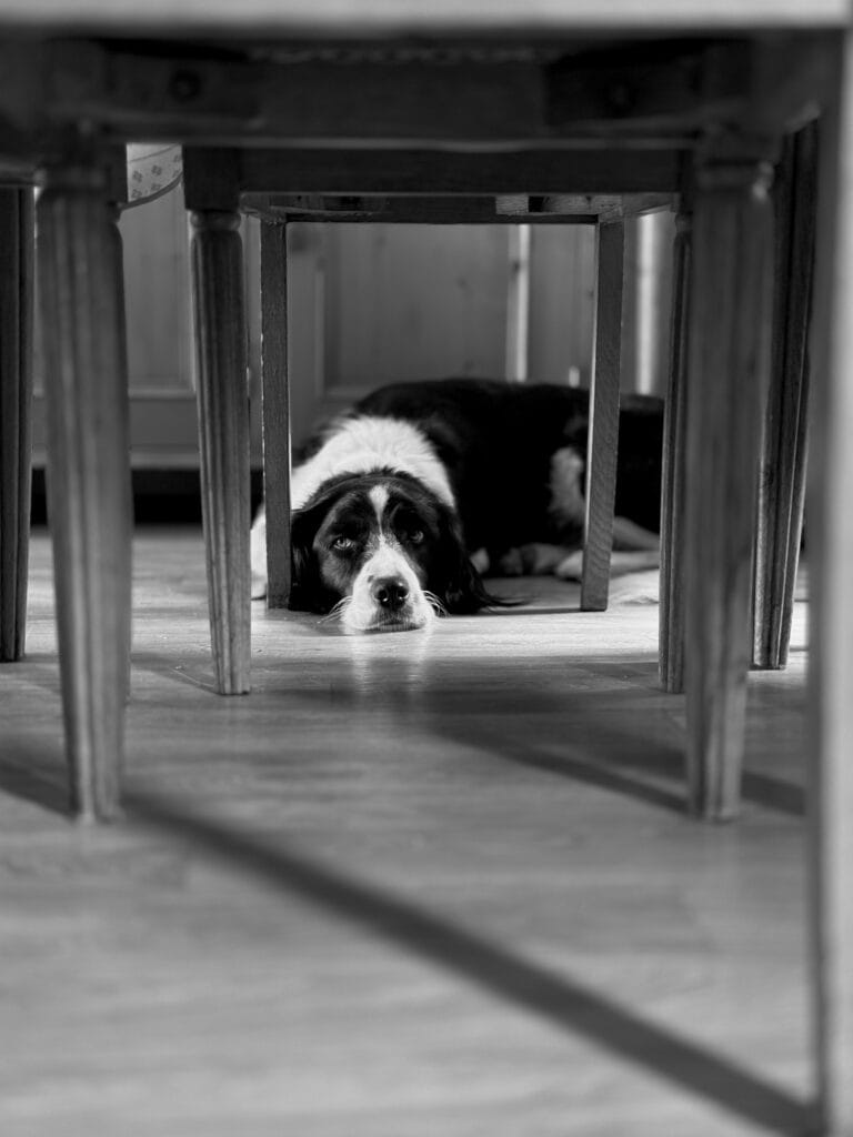 A dog is lying under a table, framed by the legs of the chairs. It is looking away from the camera.