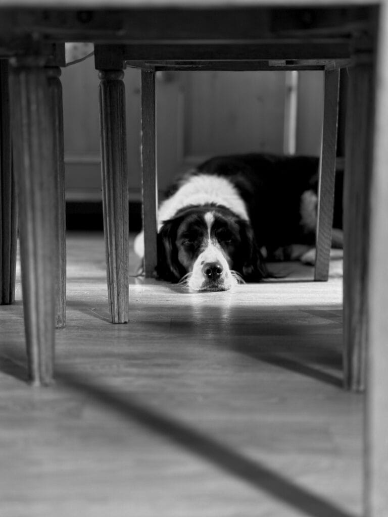 A dog is lying under a table, framed by the legs of the chairs. It is looking right into the mist of life, resigned.