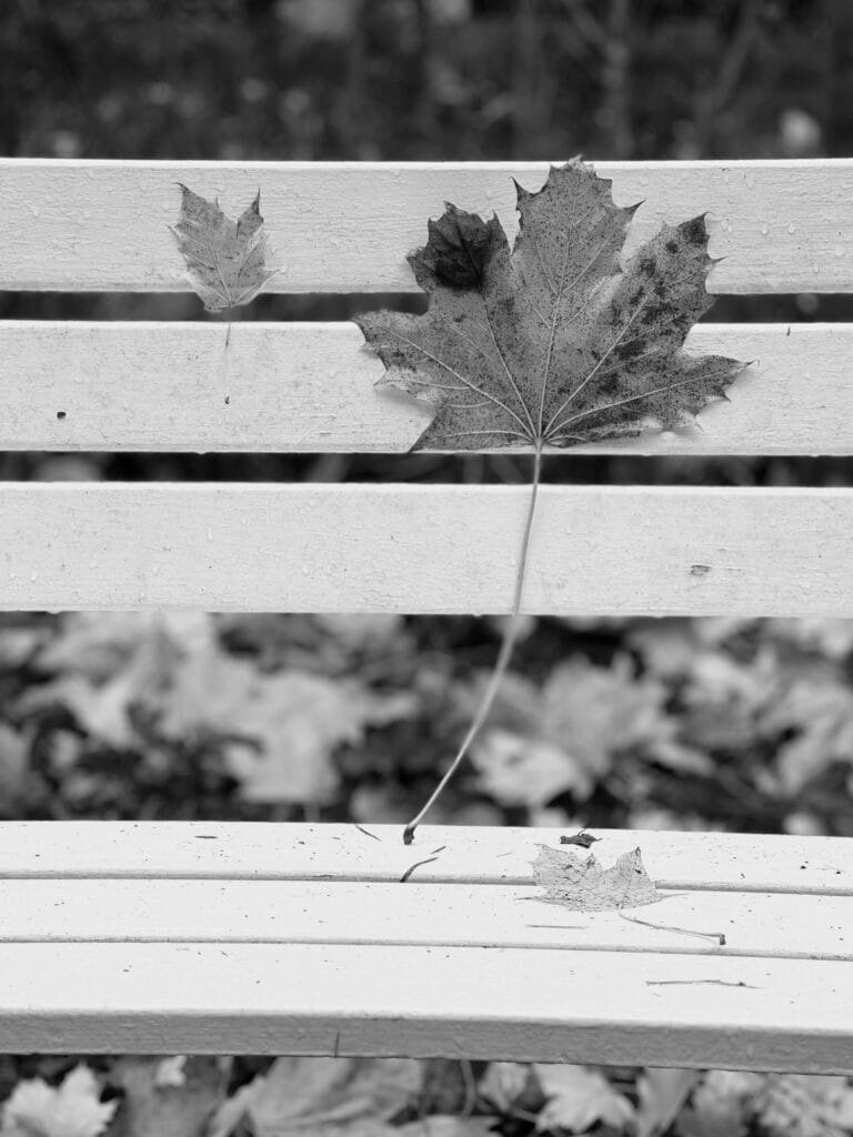 Granx feuille de platane l’automne, collæ sur æn banc par læ pluie.