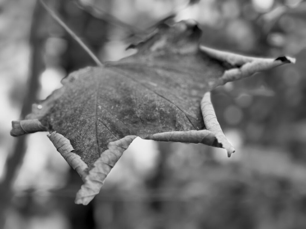 Close-up of a dry maple leaf with curved edges.