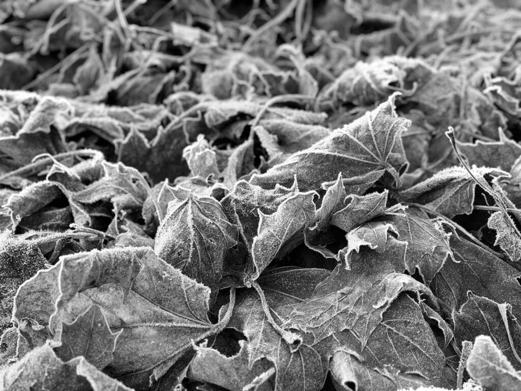 Carpet of frosted maple leaves.