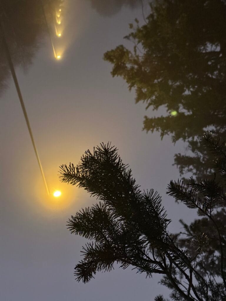A line of lampposts bathed in mist, standing in a street lined with pine trees at dusk. Quite a Lynchian atmosphere.