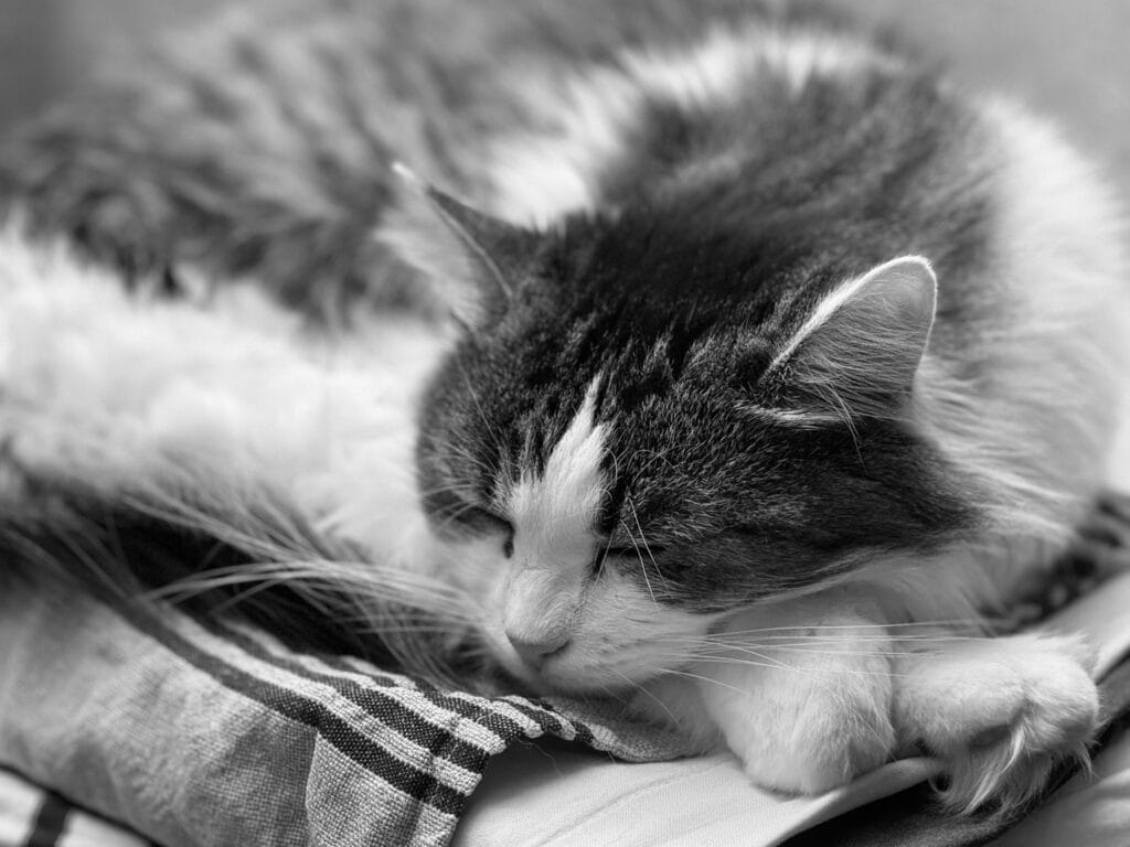 Cat asleep on a pile of tea towels.