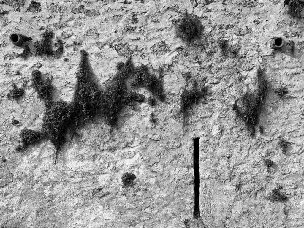 A detail of a wall resembling the face of a disfigured war veteran. It has asymmetrical drainage pipe eyes. The staggered mouth opens into a narrow slit. The whole thing is dotted with hanging plants, like bad scars.