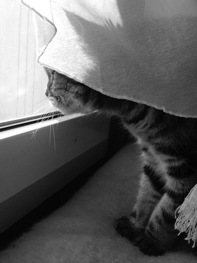 A cat stares out the window, partially hidden by the curtain.