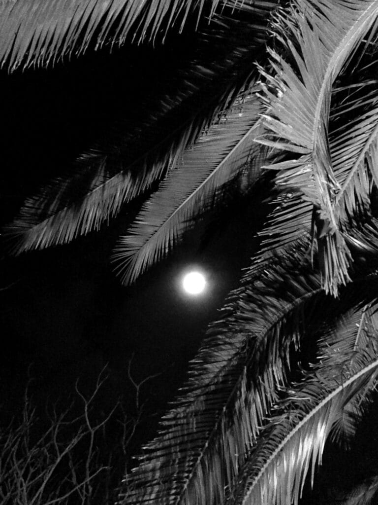 Full moon over palm leaves.
